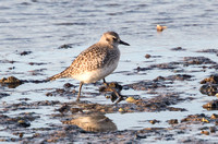 studland starling roost turnstones sanderlings 140117