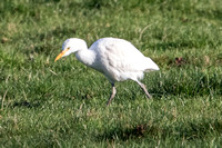 weymouth cattle egret 10122016